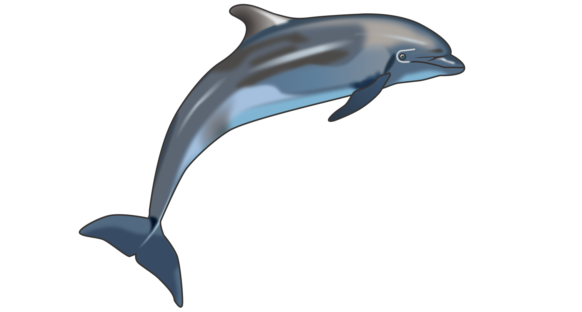 dolphin